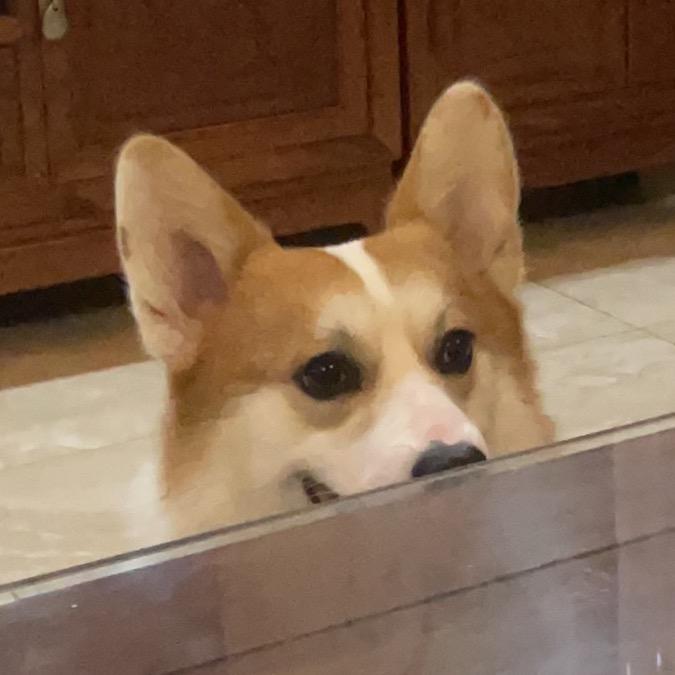 请叫我旺财大宝贝