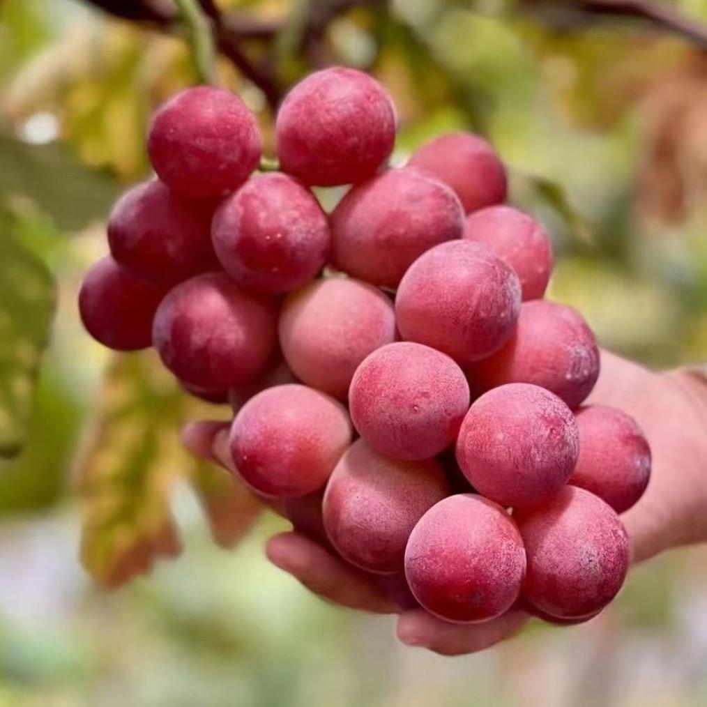 酷果汇花卉果树苗木专卖店
