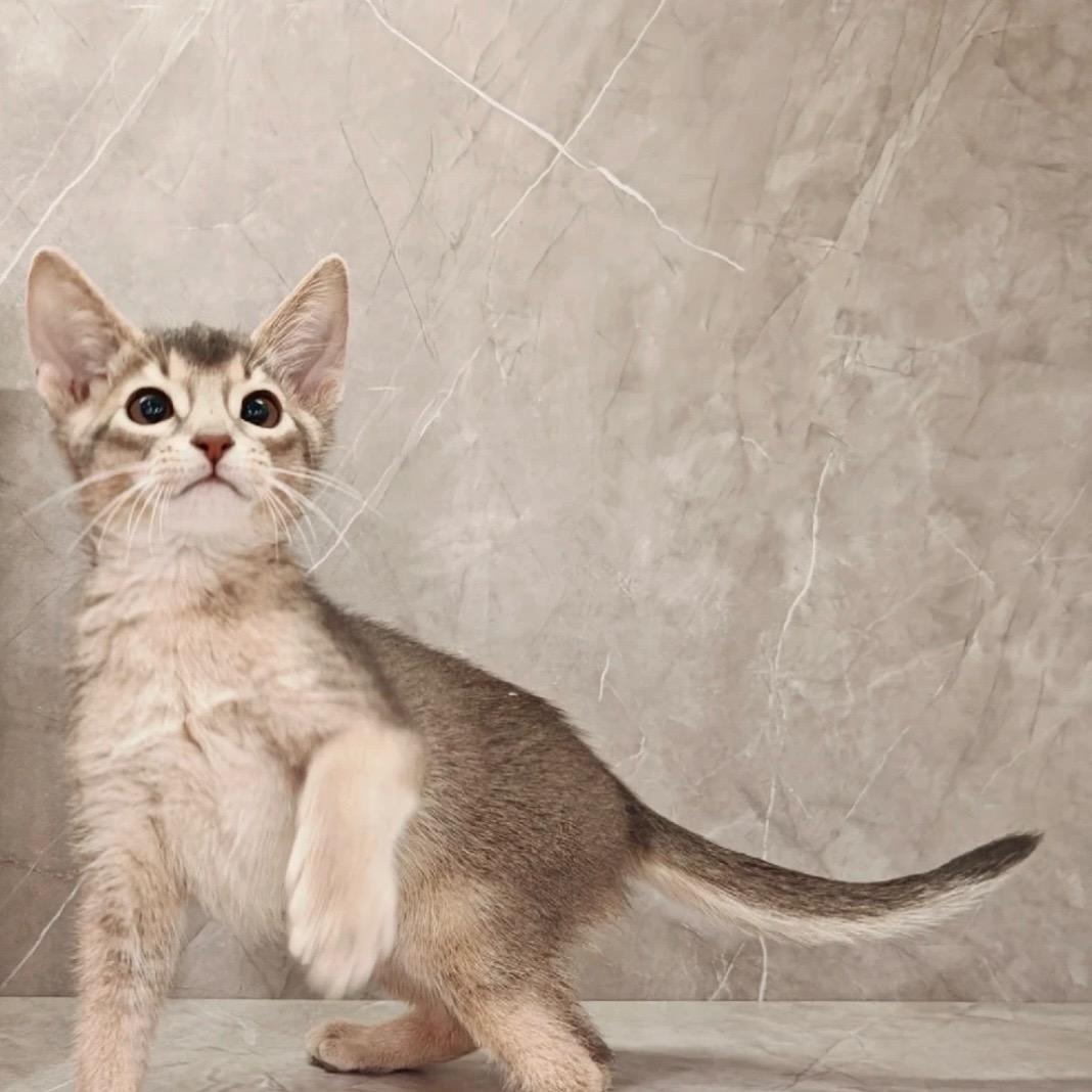 阿比🐈