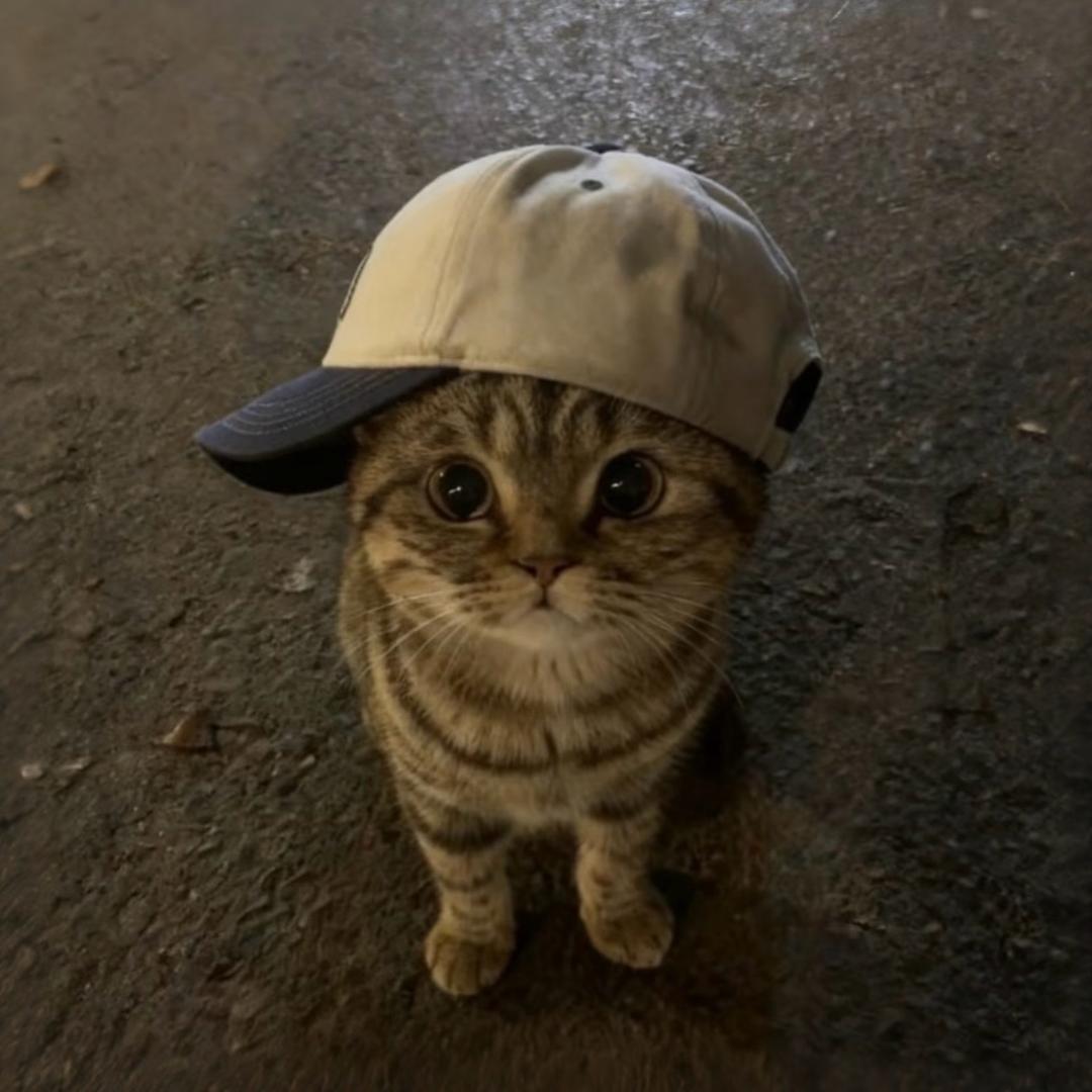 阿树