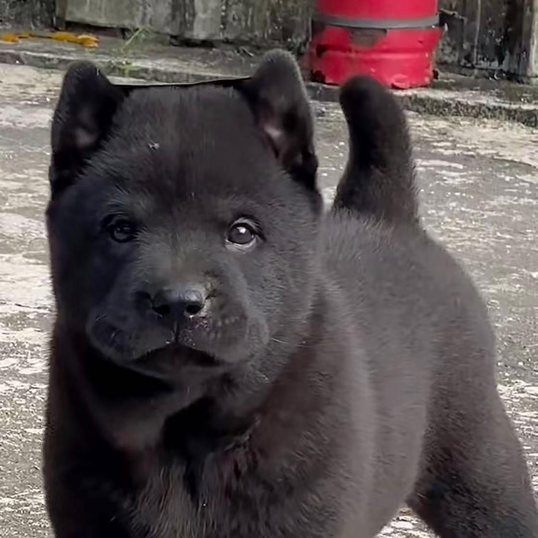 广西贺州中华田园犬