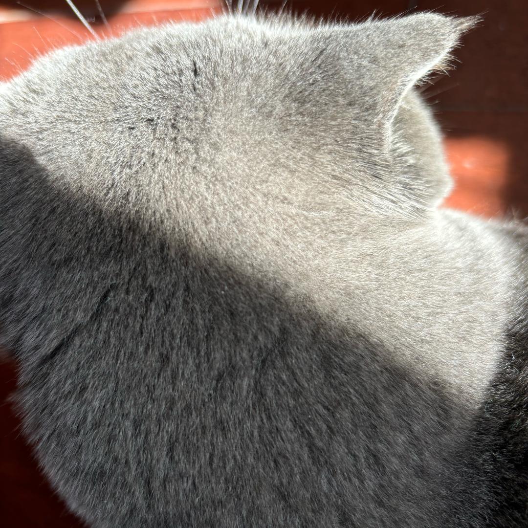 我的小可爱🎀🐱