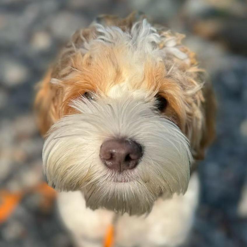 82岁重拾滑板梦