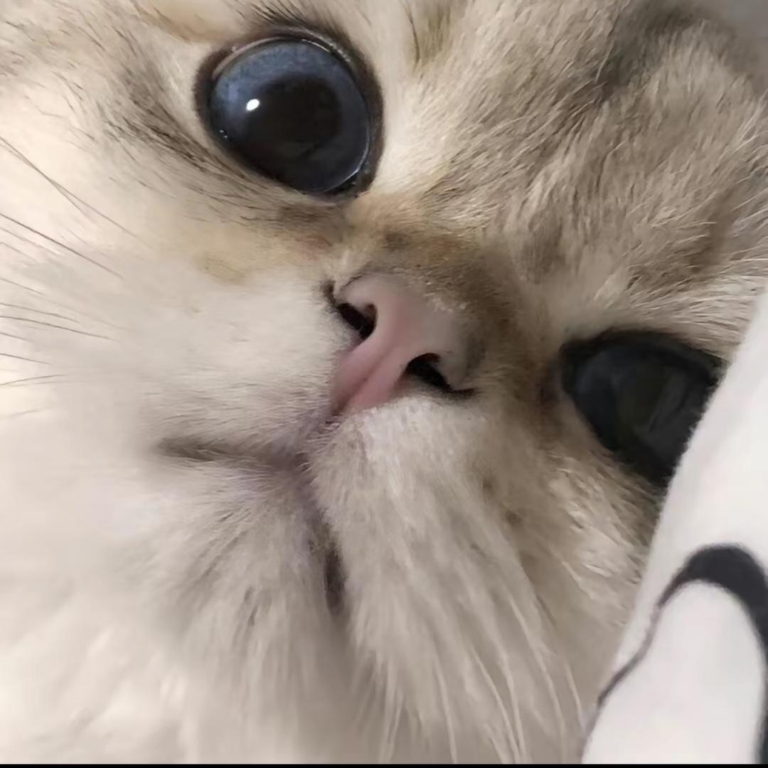 霜飔