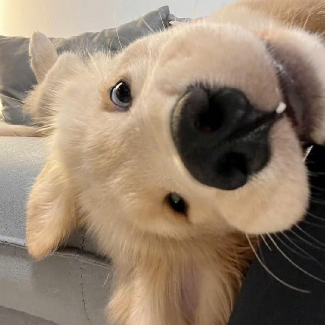 柏豪