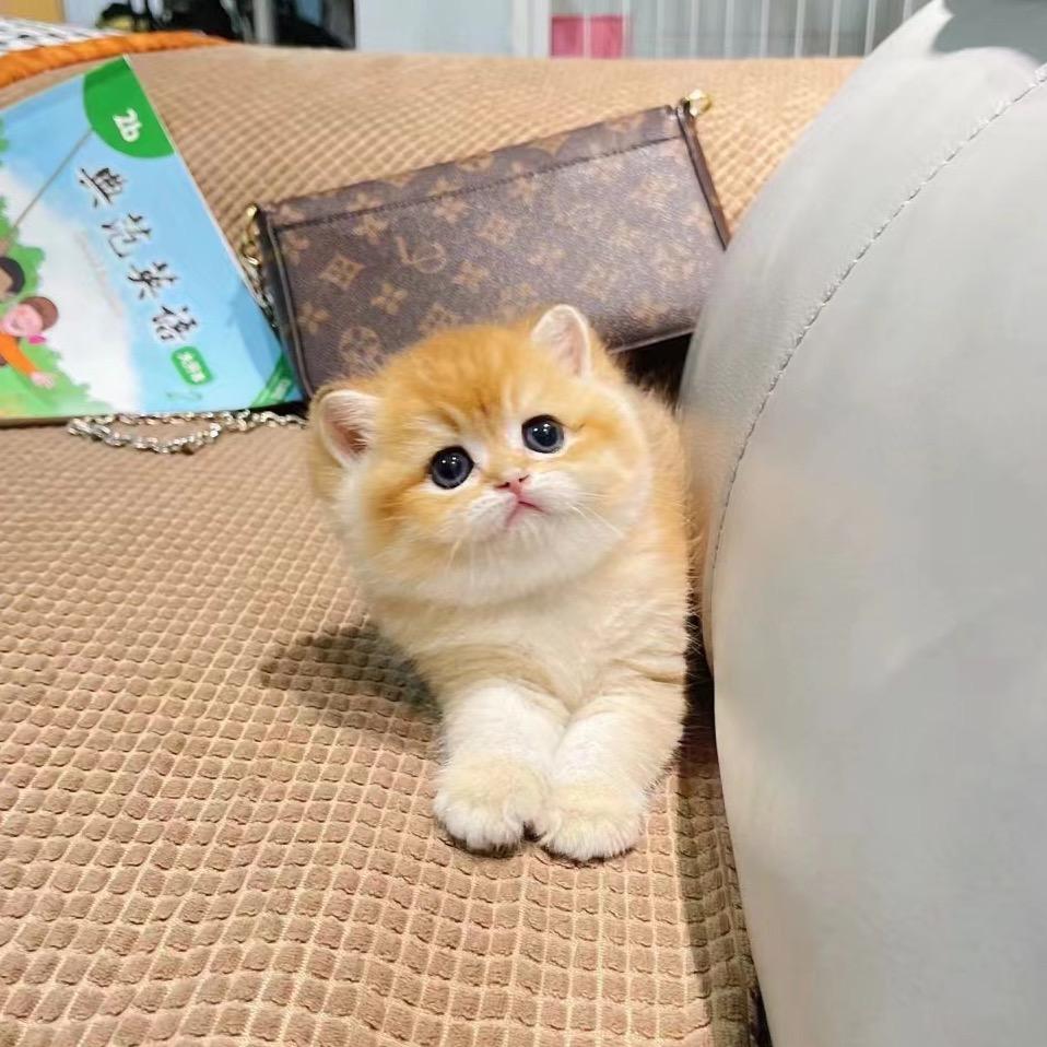 猫猫🐱萌猫
