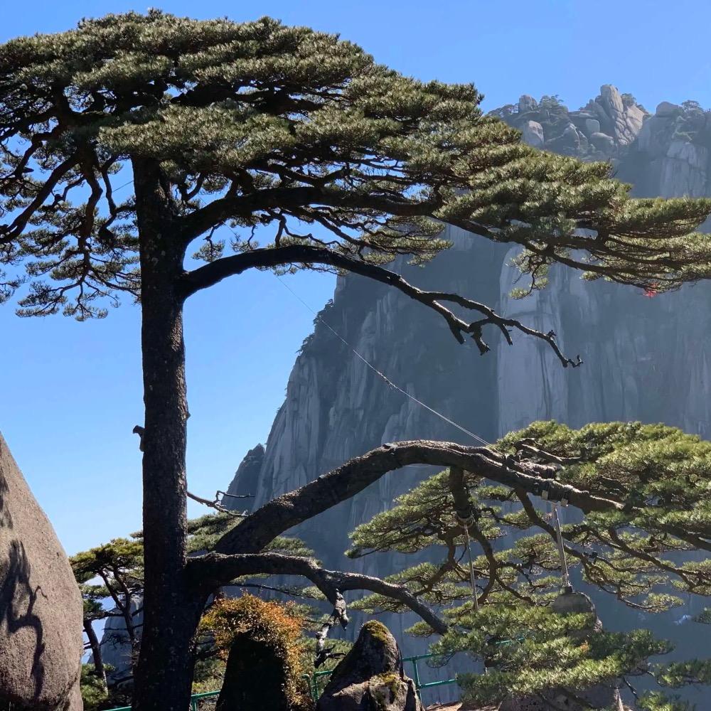 盛益（黄山松）素材