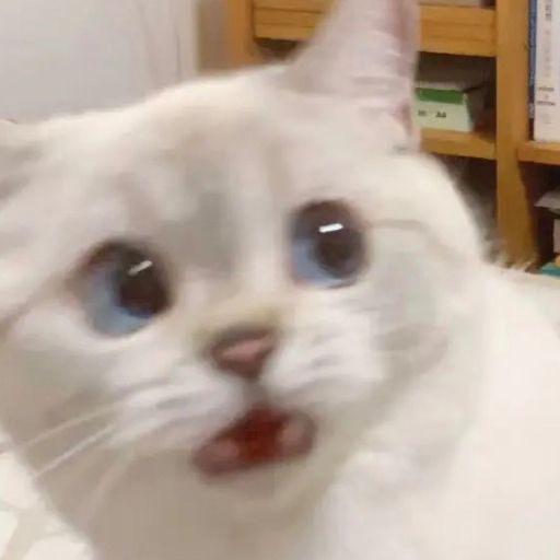 开心大包菜