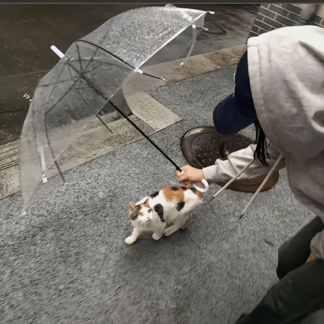 帅到被人砍