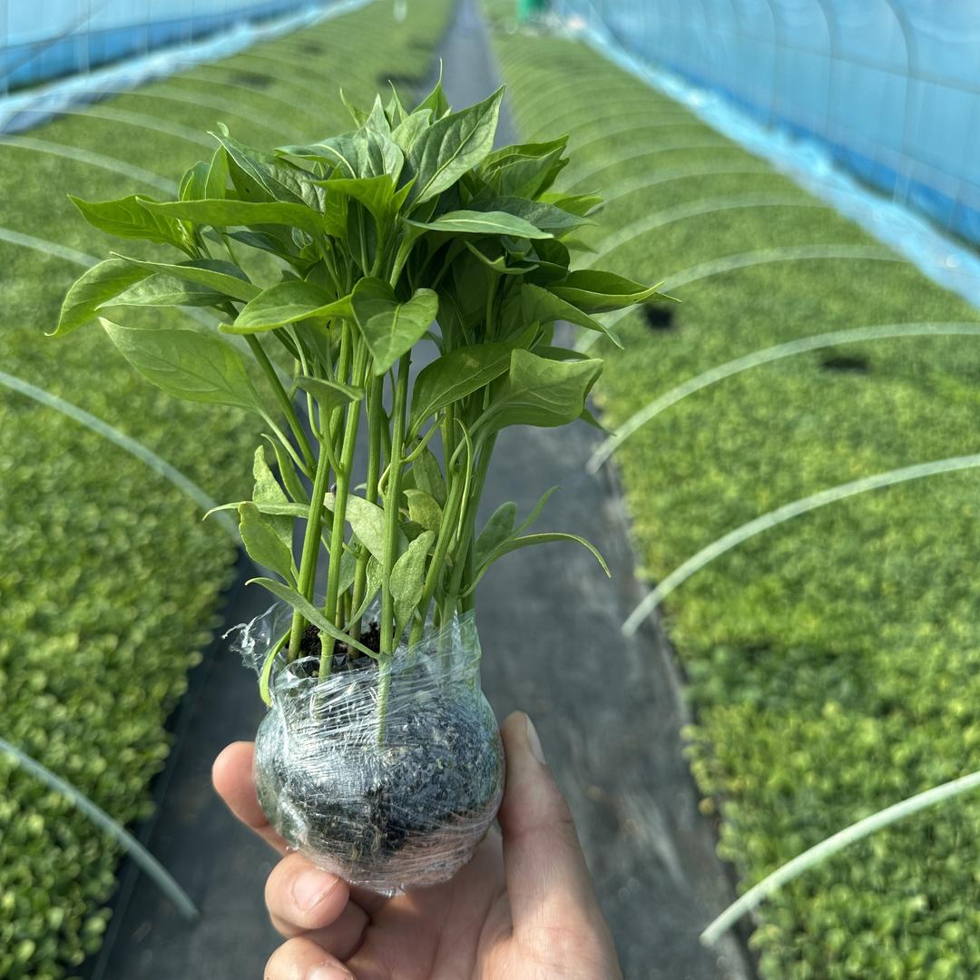 东方红种苗