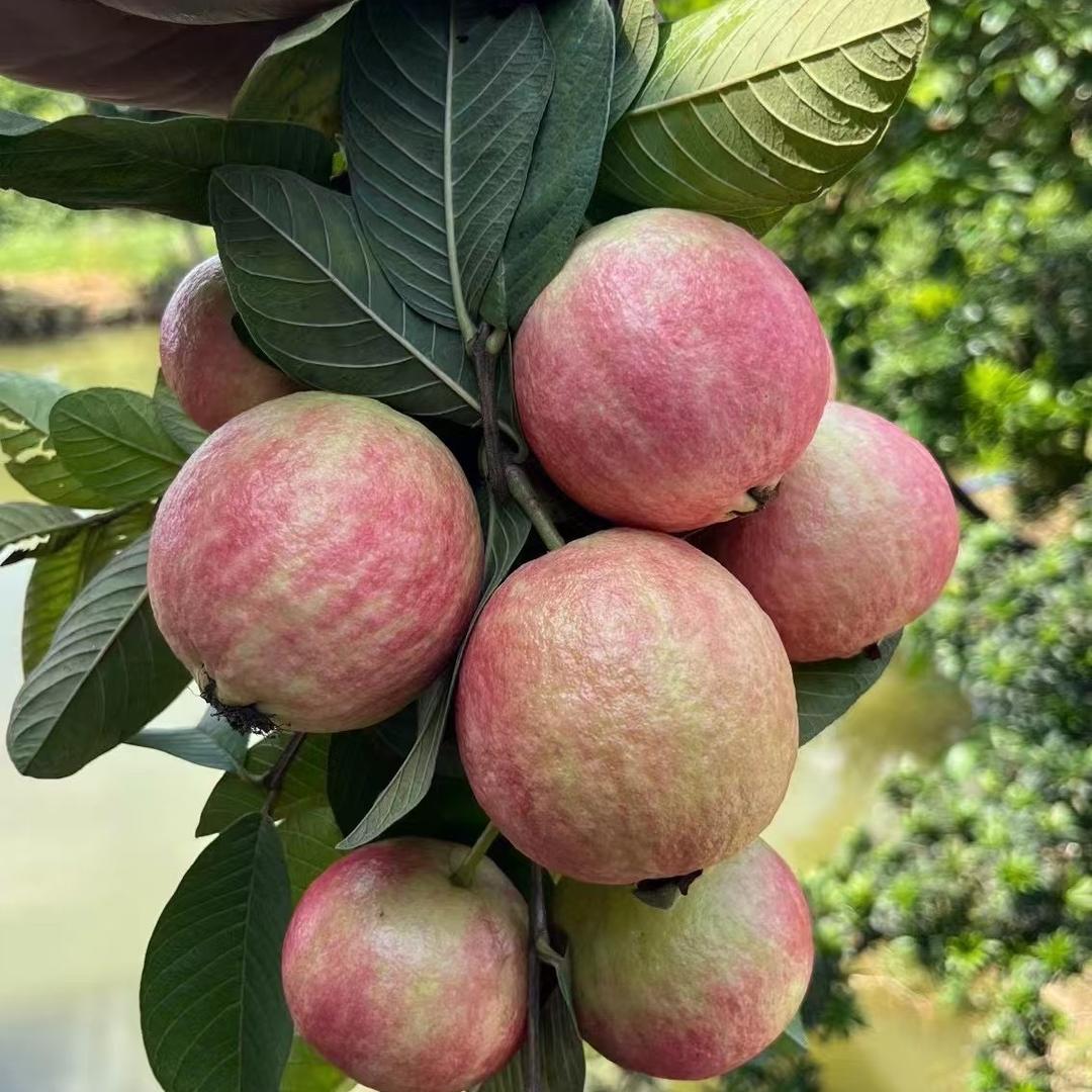 侏伎绿泽专卖店绿泽果树苗木