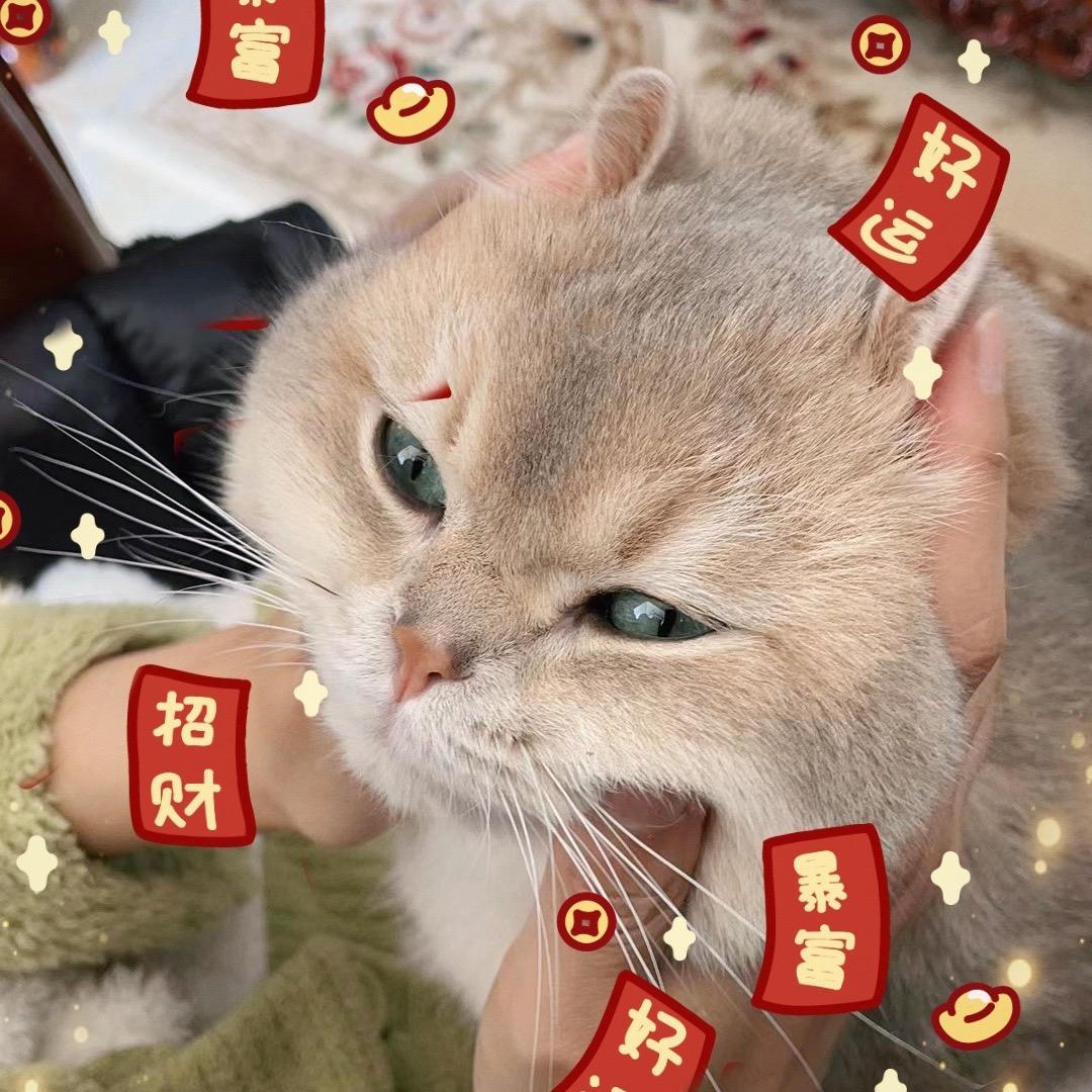 🌈招财胖胖团团