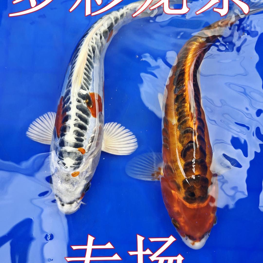 乐鱼水族店