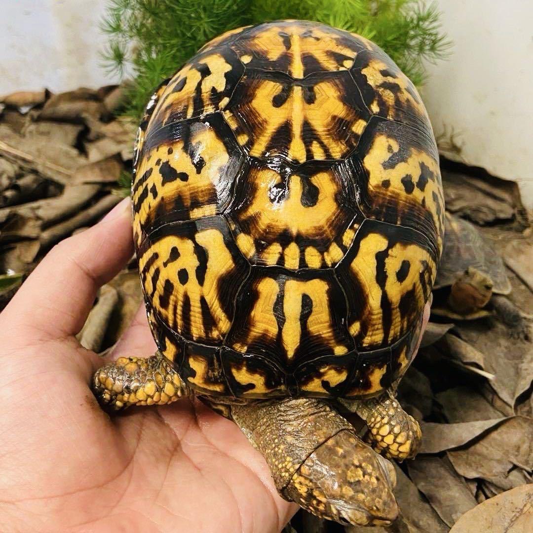黑皮亮聊龟🐢