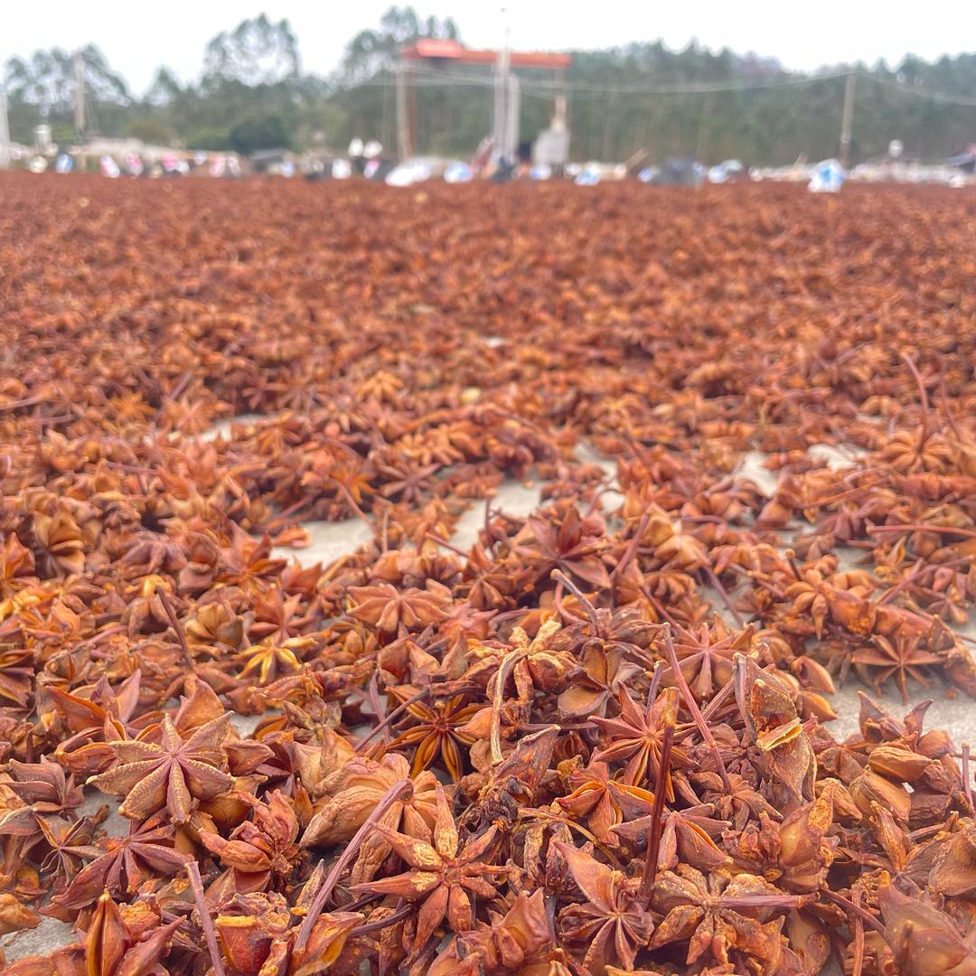 广西玉林容县八角加工晒场