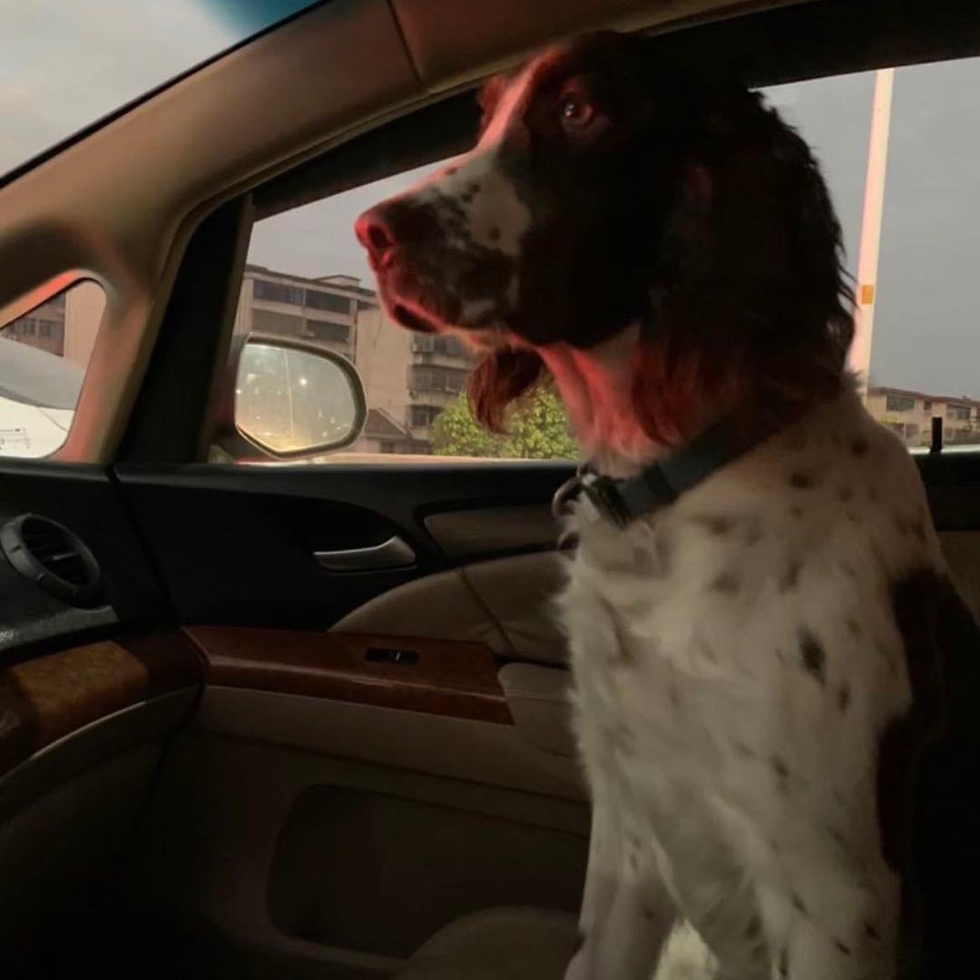 岳阳狼龙训犬工作室