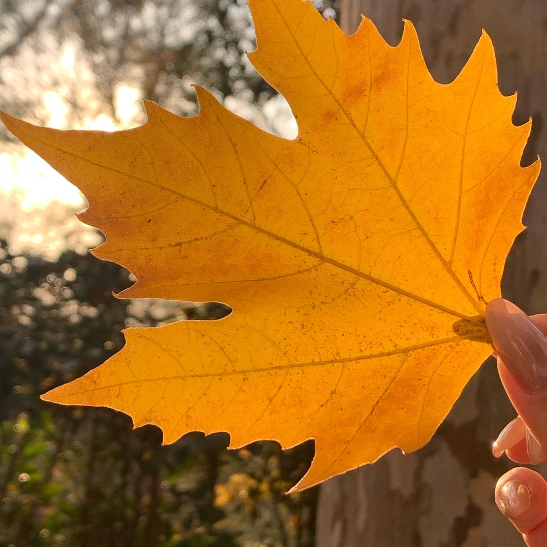长沙U优优商饺子
