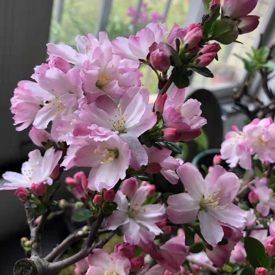 盛茂花卉盆景园
