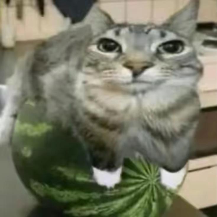 香芋少爷