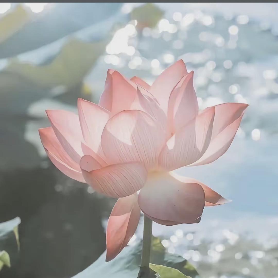返璞归真m