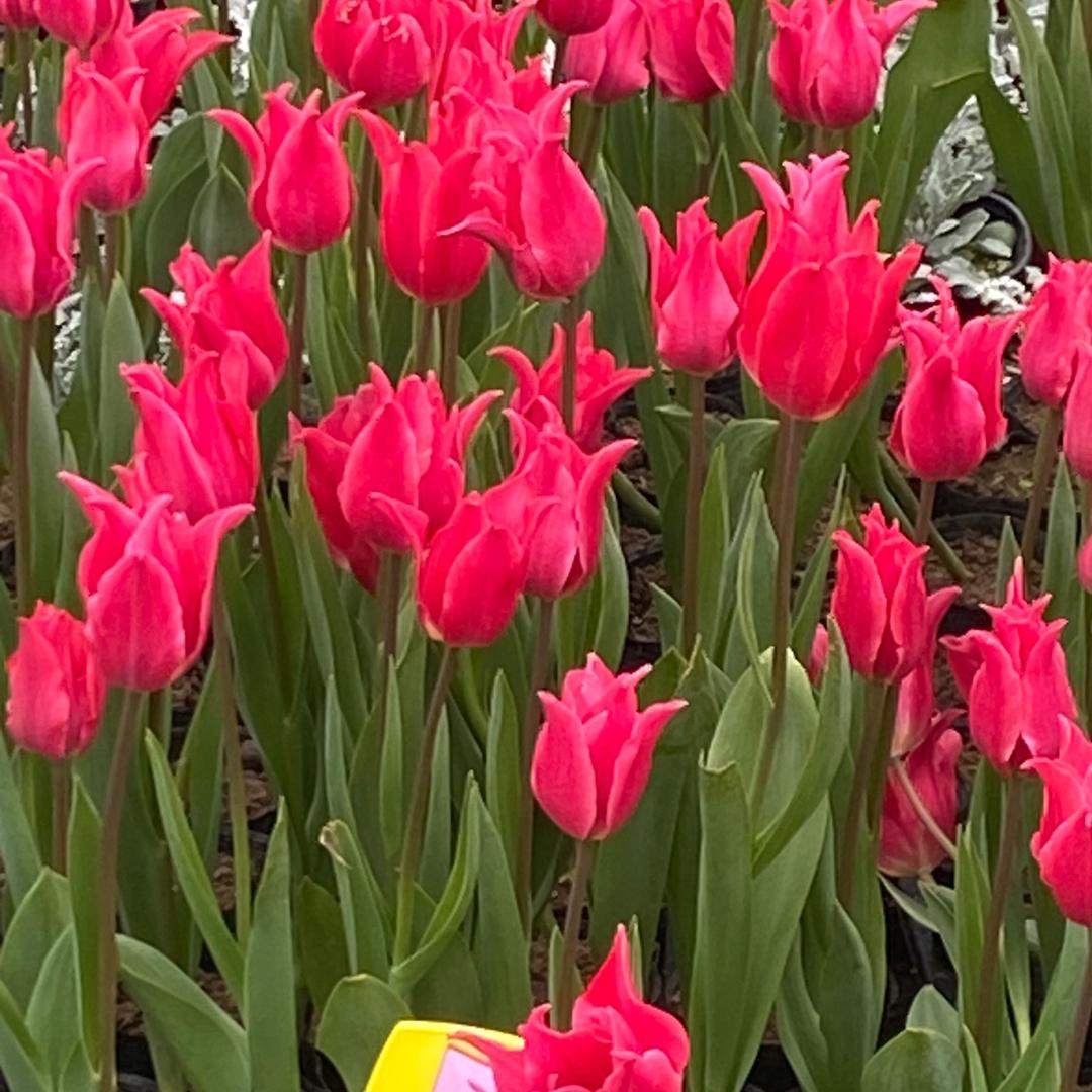 浪漫花语浪漫花语林