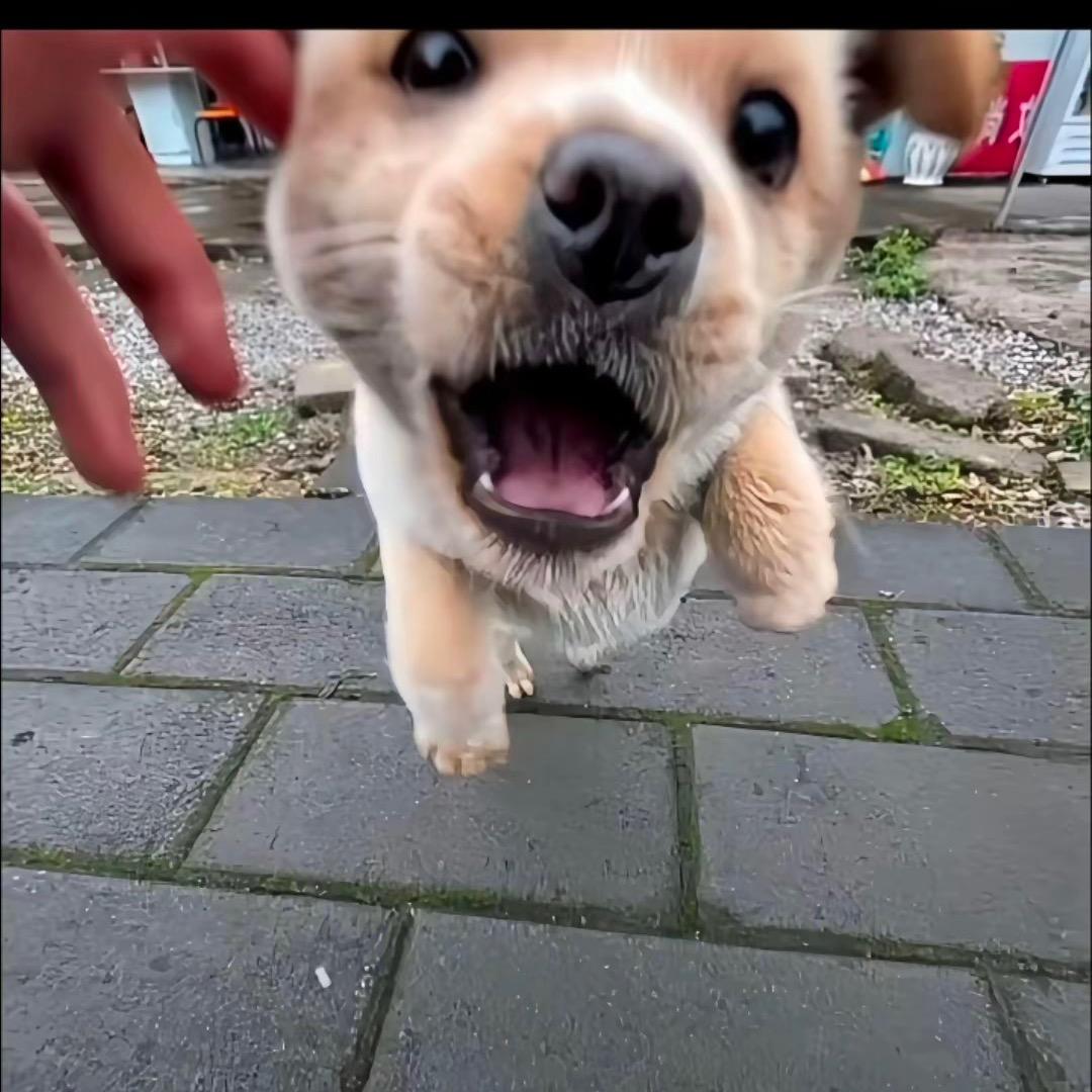 大杨😄
