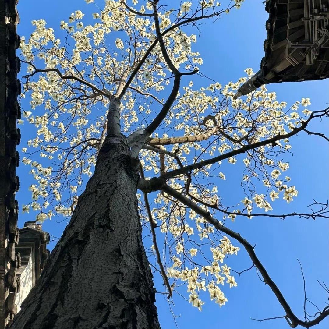 神一样的three more