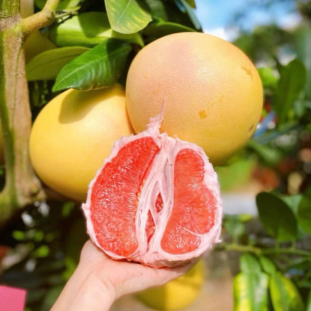 小时达🍒红心柚