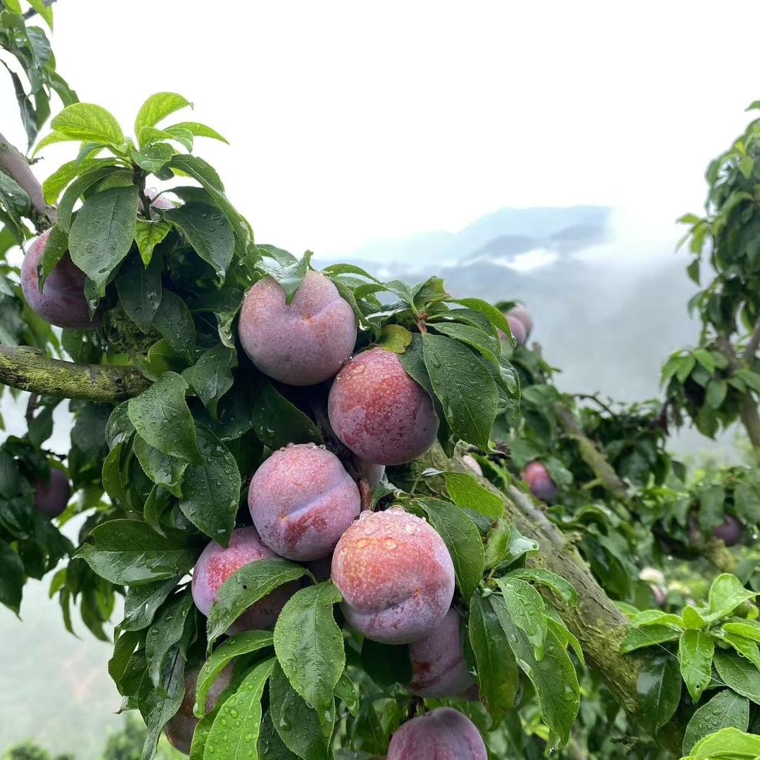 盛彤花儿水果店