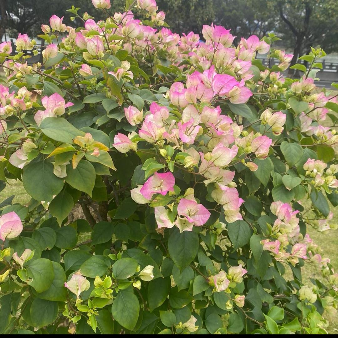丽丽🌹