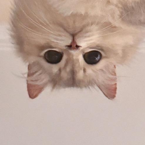 小小小小小小蝶