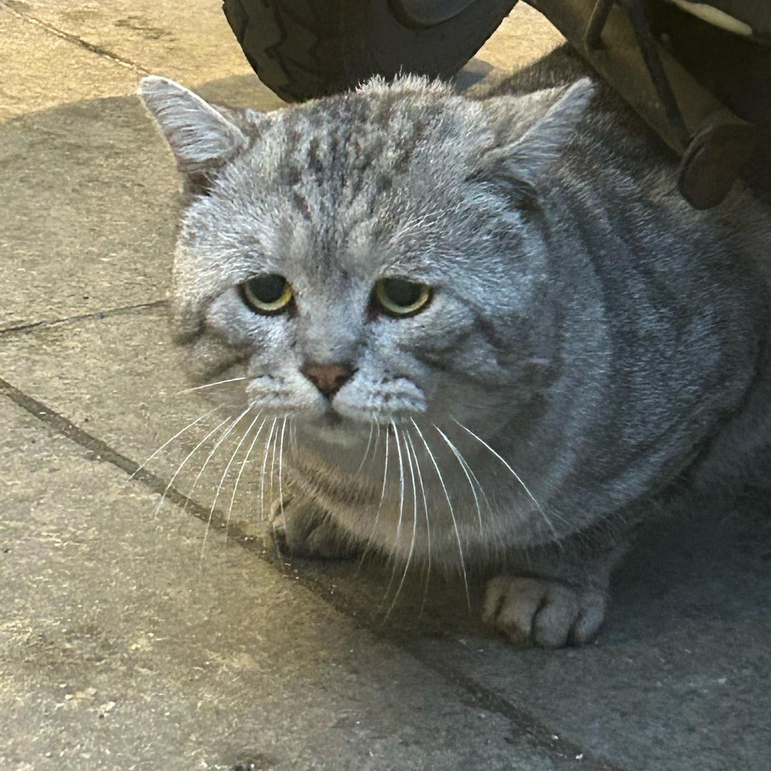 烦烦