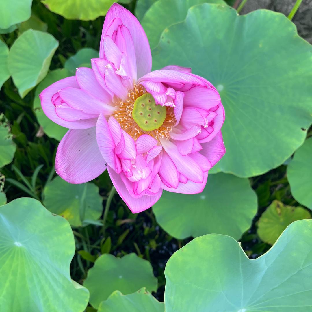 清风吹
