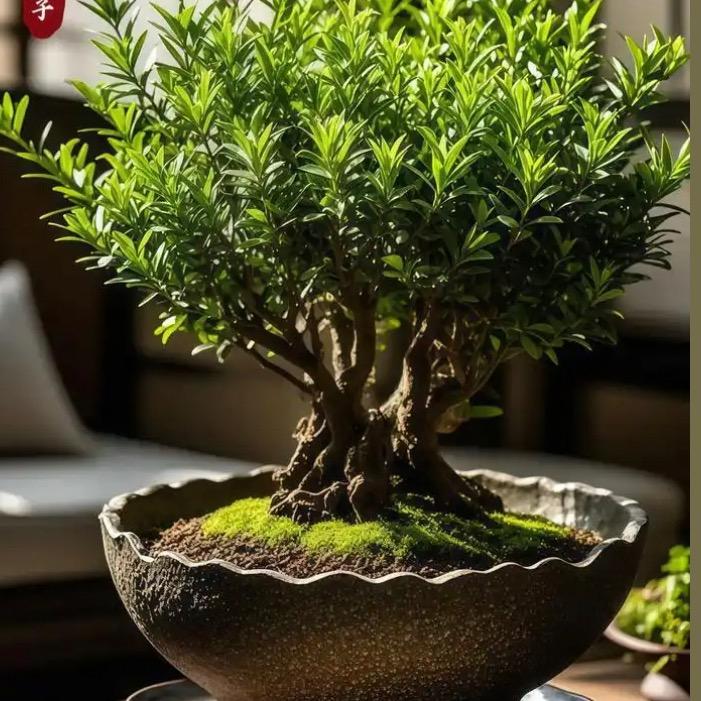 杰初赤楠绿植园艺