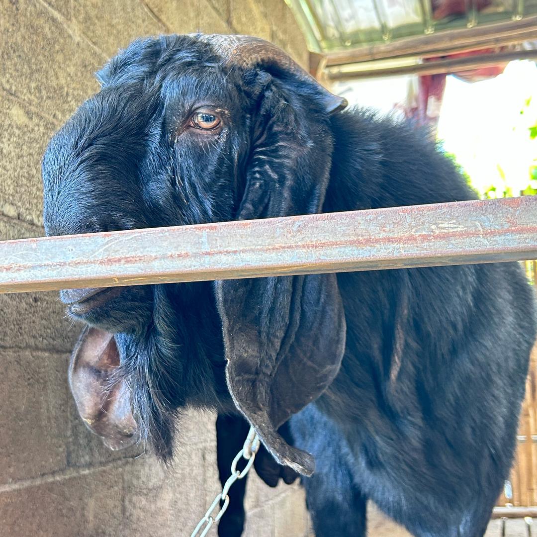 陈小白（重庆牧羊小伙）