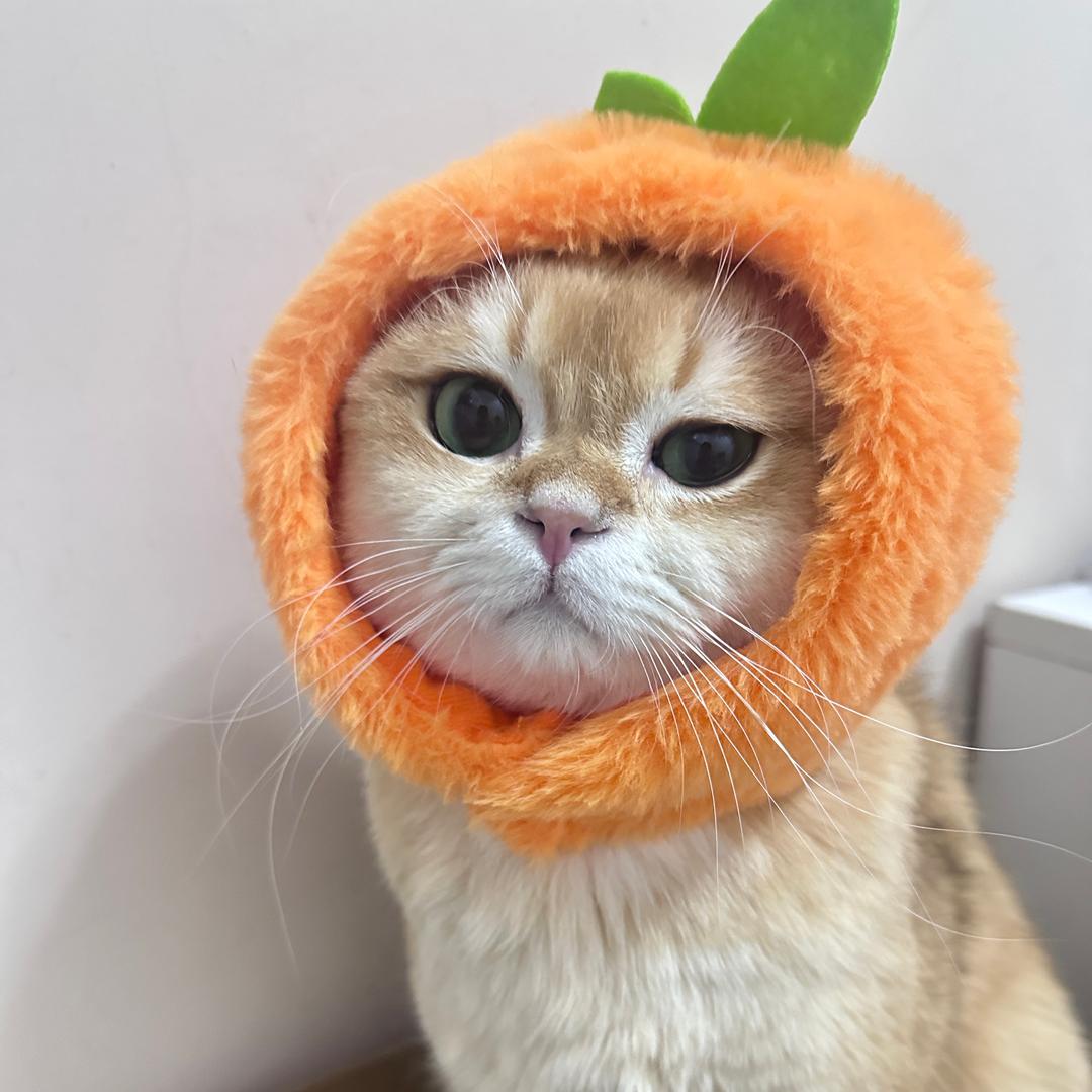 猪咪嘟嘟