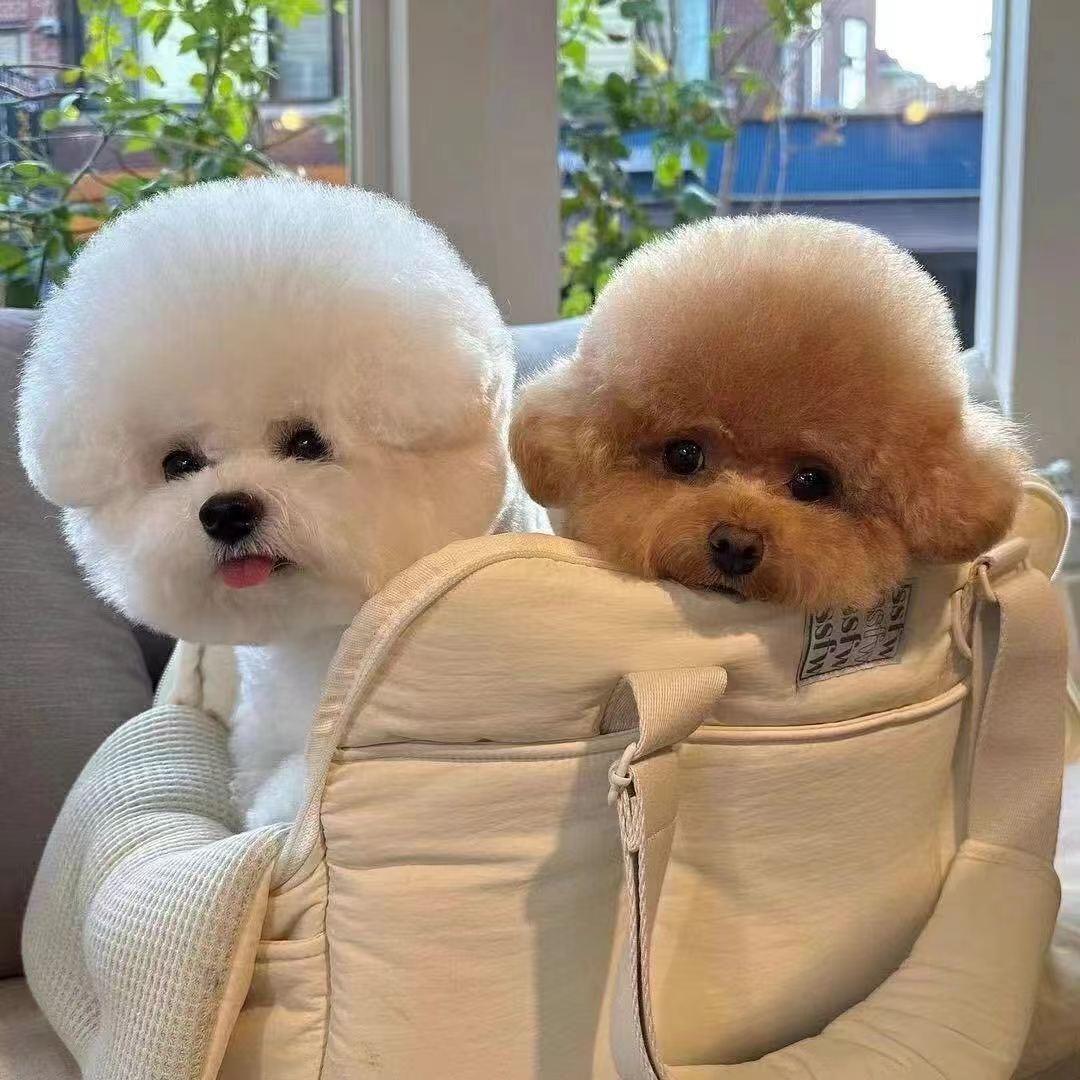 广州比熊马尔济斯西施之家