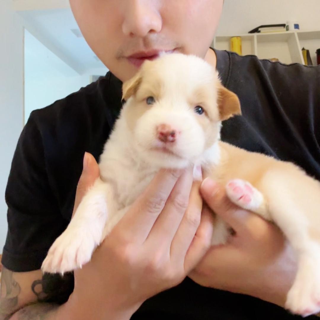 村里的狗