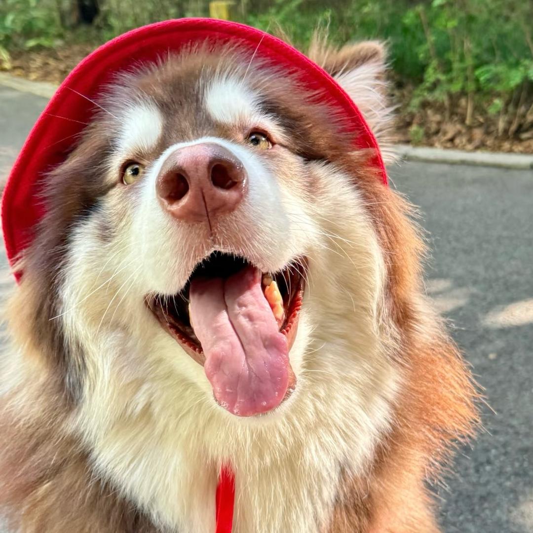 小丹家阿拉斯加雪橇犬