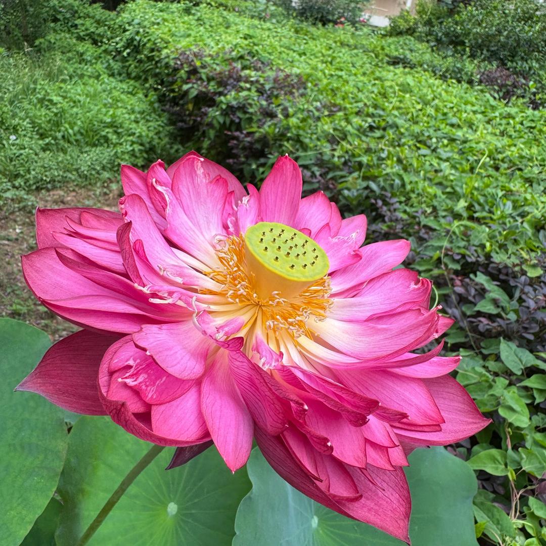 孙莉茜