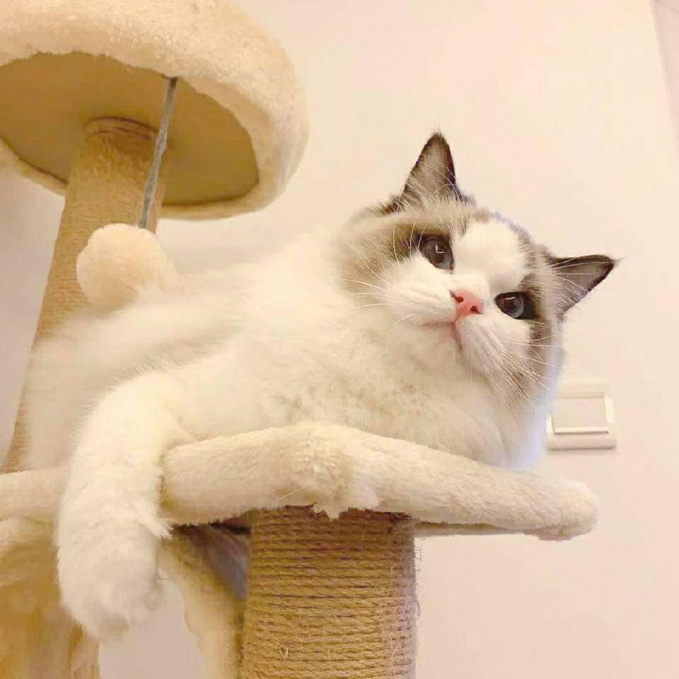 喵小七猫咖