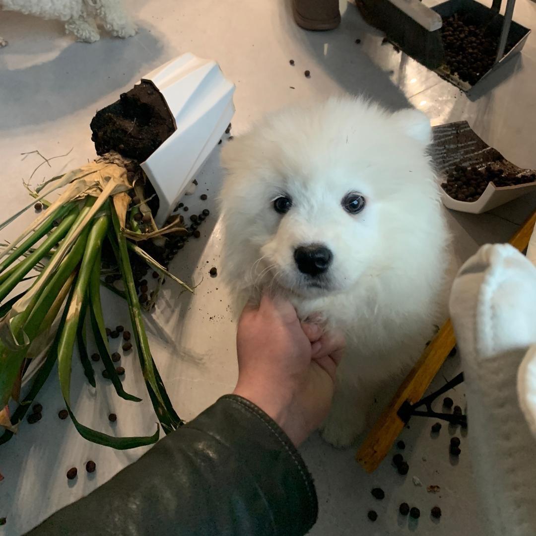 不务正业的养狗人（宠物🐶🐶）