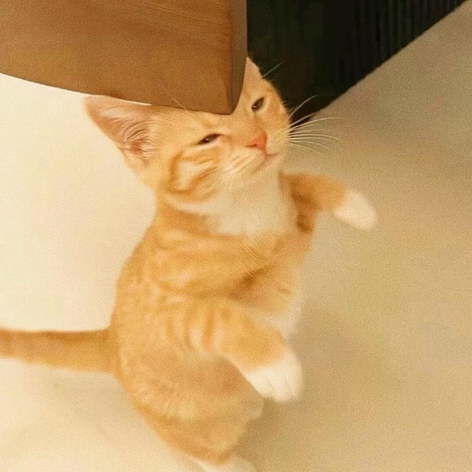 🐈‍⬛‧₊˚⋆.
