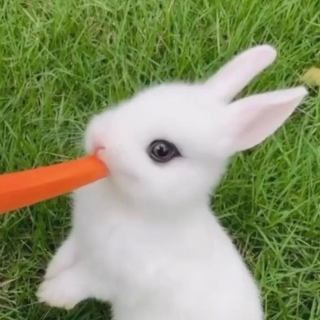 兔子窝的小奶爸@抖音