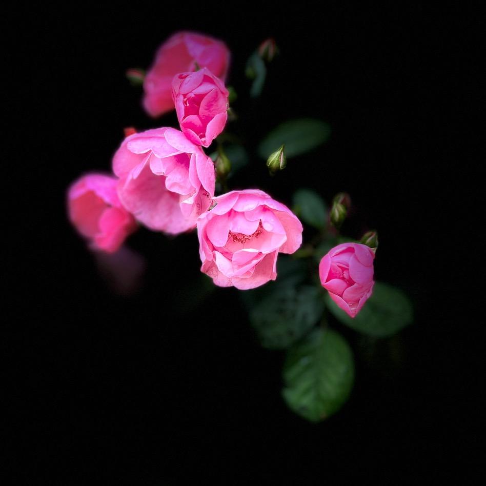 花落菩提