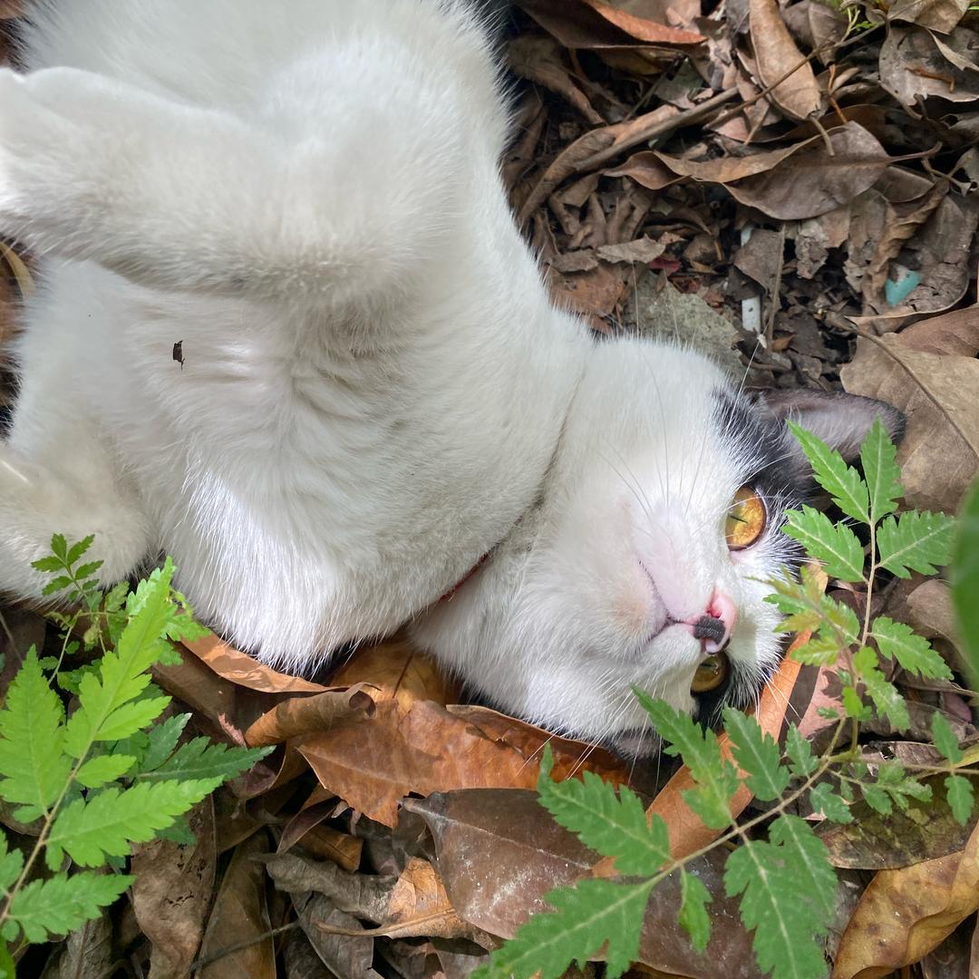 叽米米吉🍀