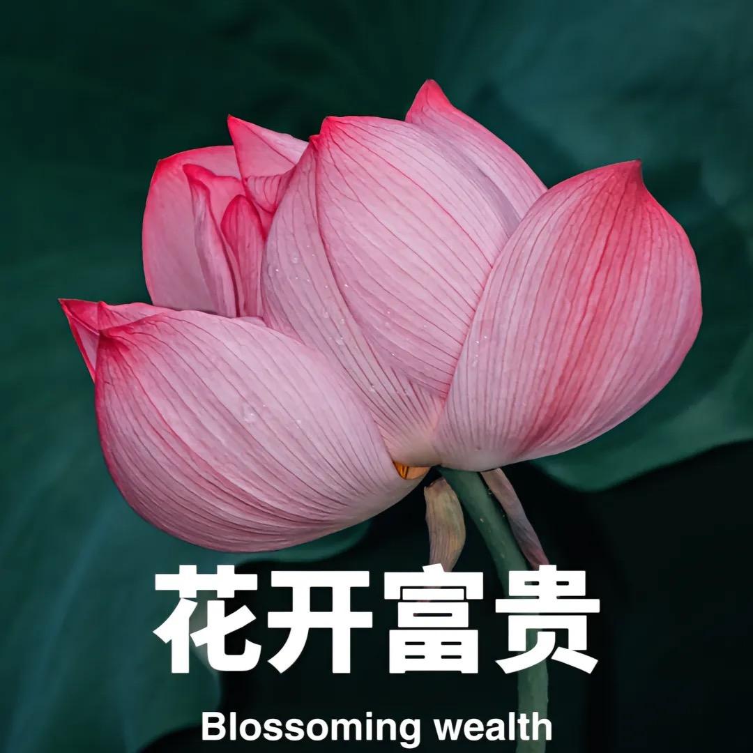 阿怡