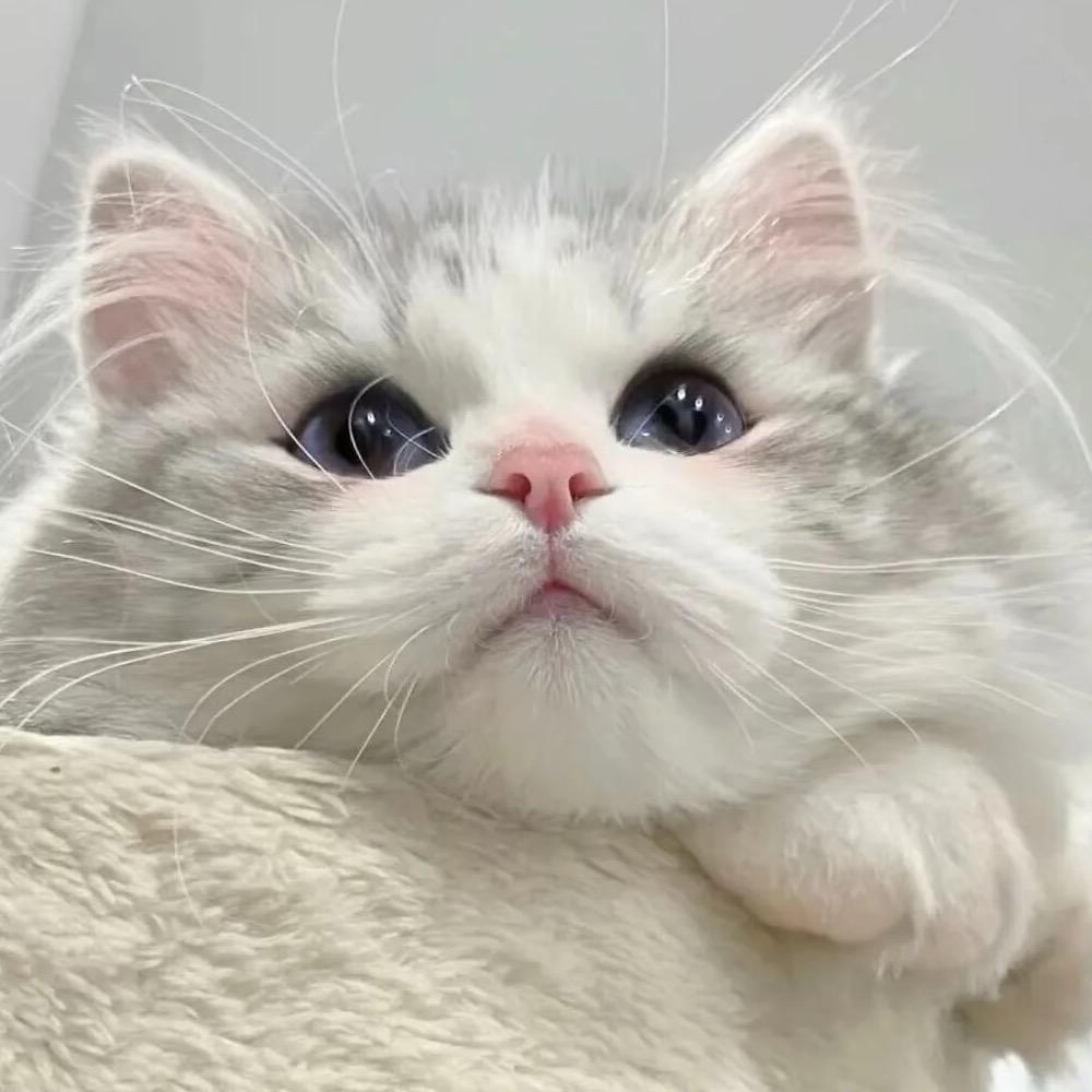 一米七的琳琳酱