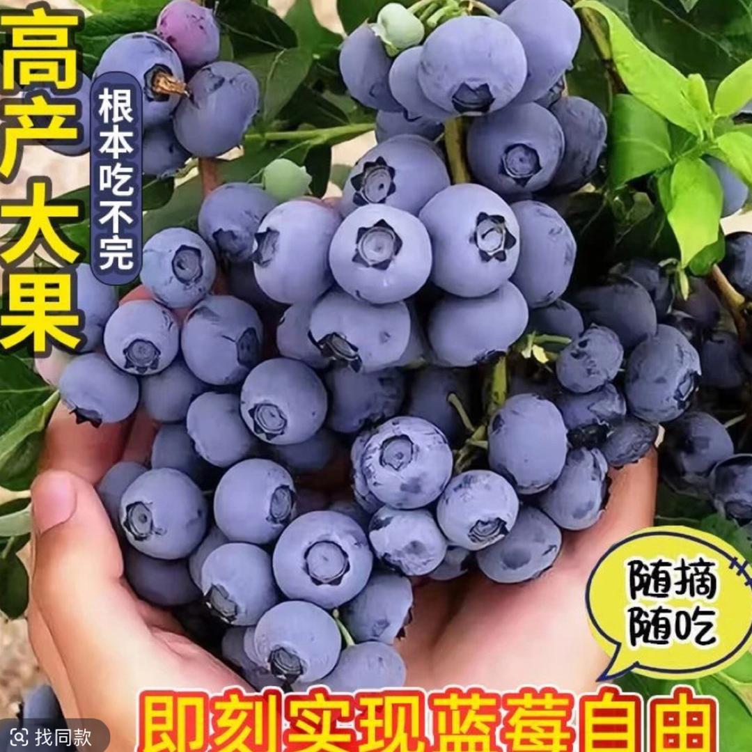 百挑一蓝莓