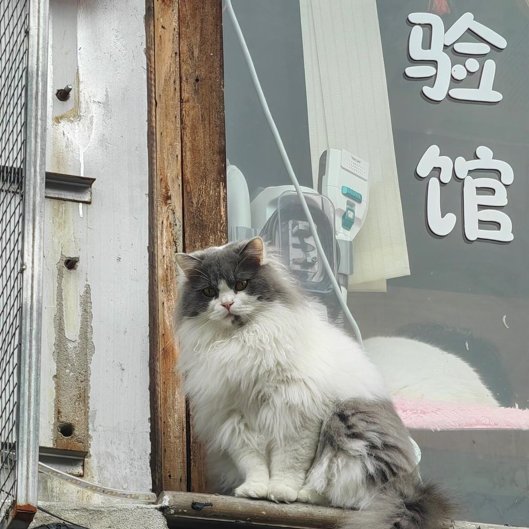 一本青橙日记